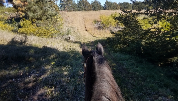horse on trail