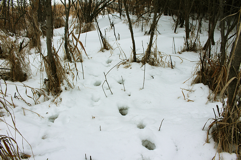 animal tracks in snow