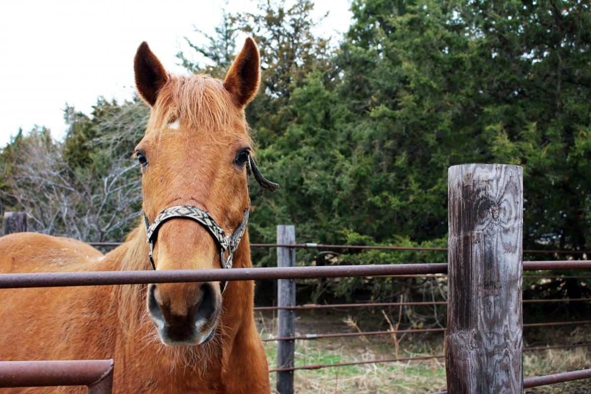 horse and windbreak