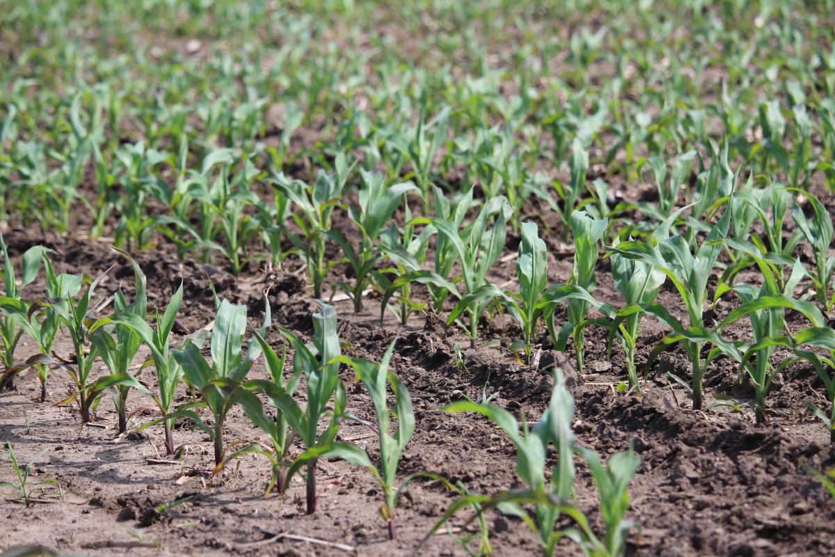 corn at V6 that has been interseeded