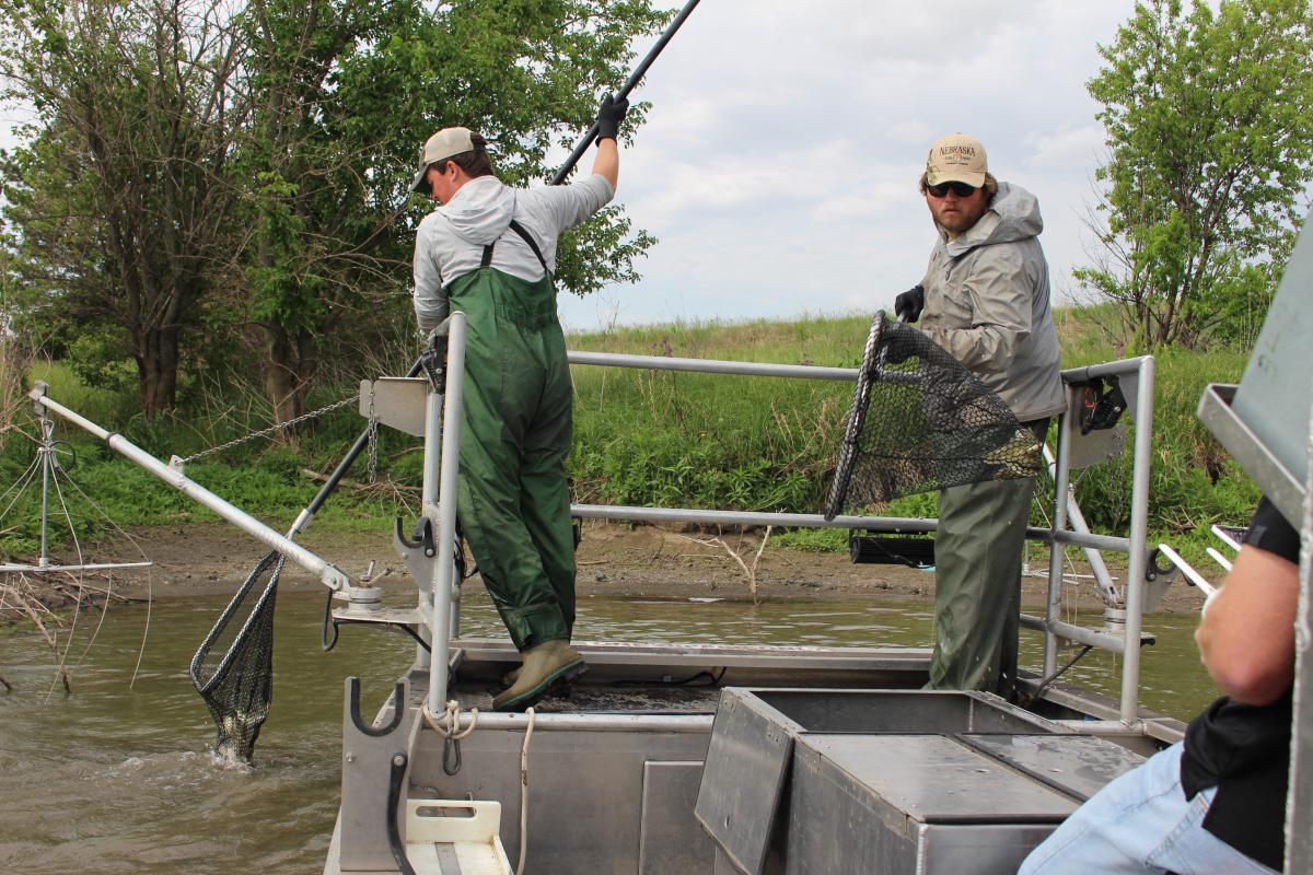 electrofishing sample