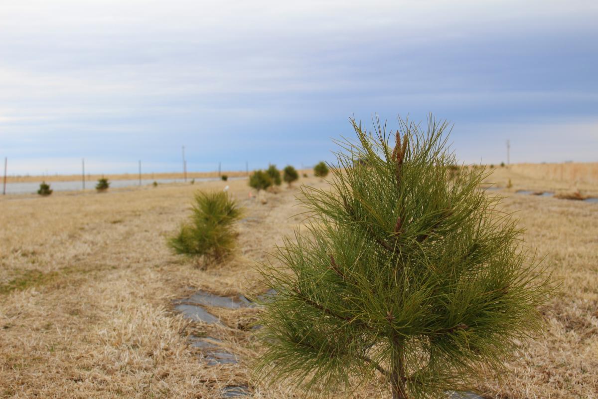 A young windbreak planting