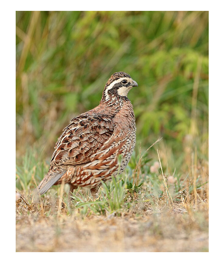 bobwhite