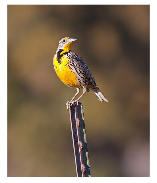 meadowlark