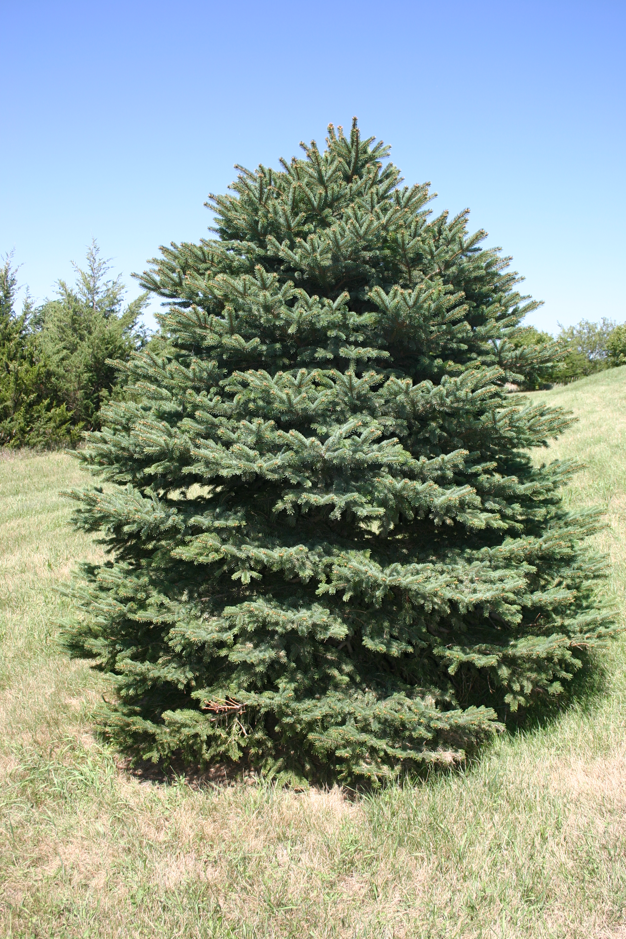 blue spruce