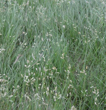 buffalograss