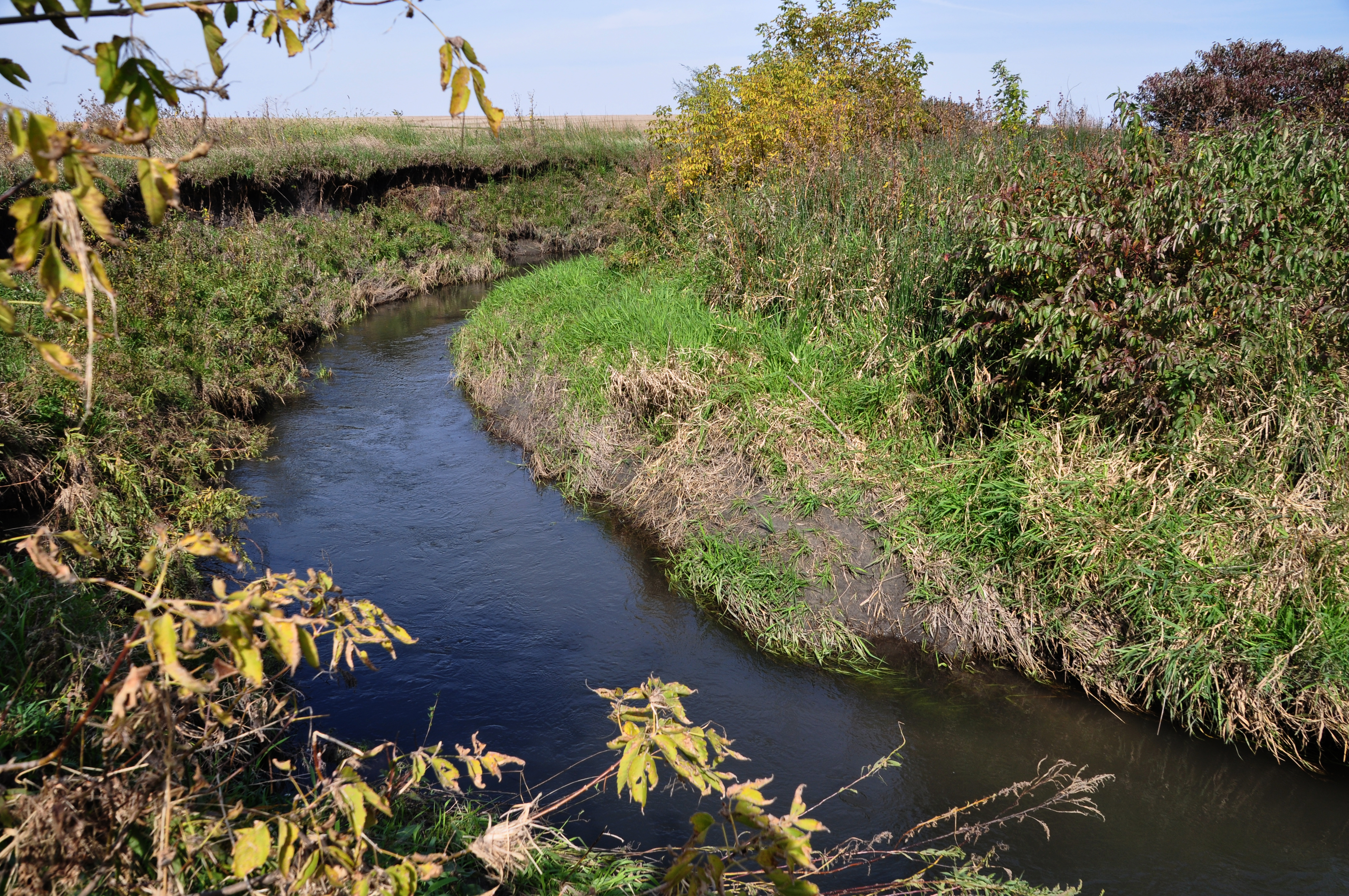 buffer strip