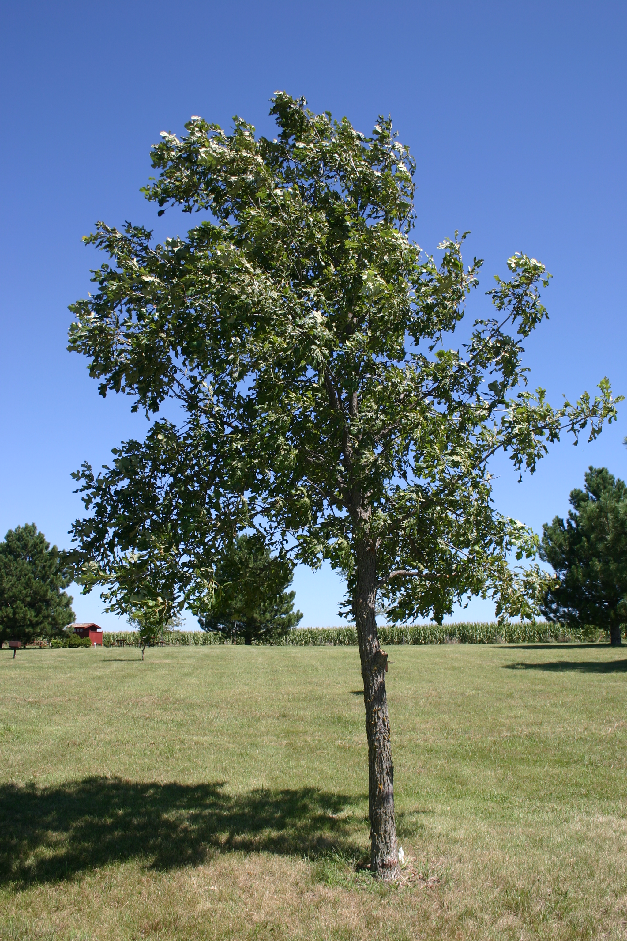 bur oak