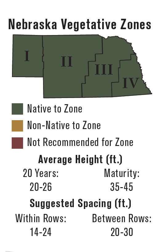 bur oak info