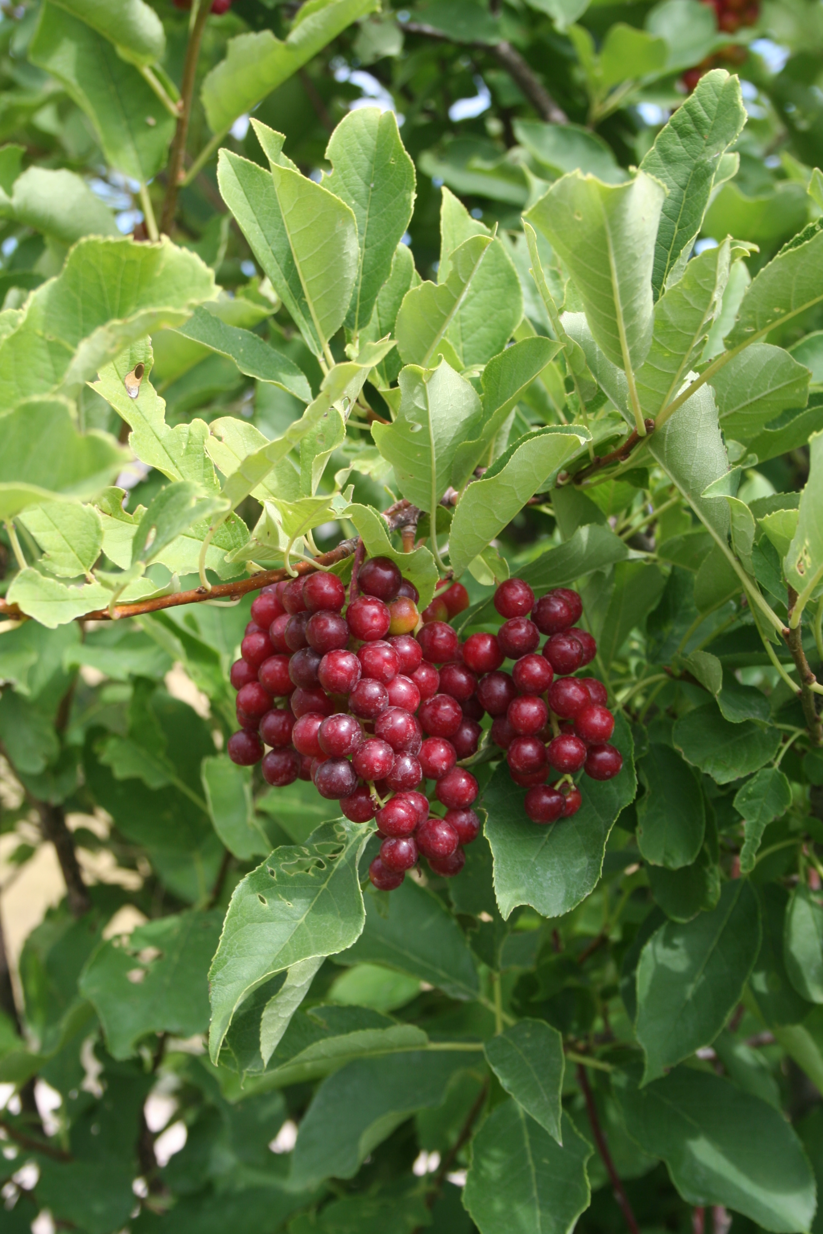 chokecherry