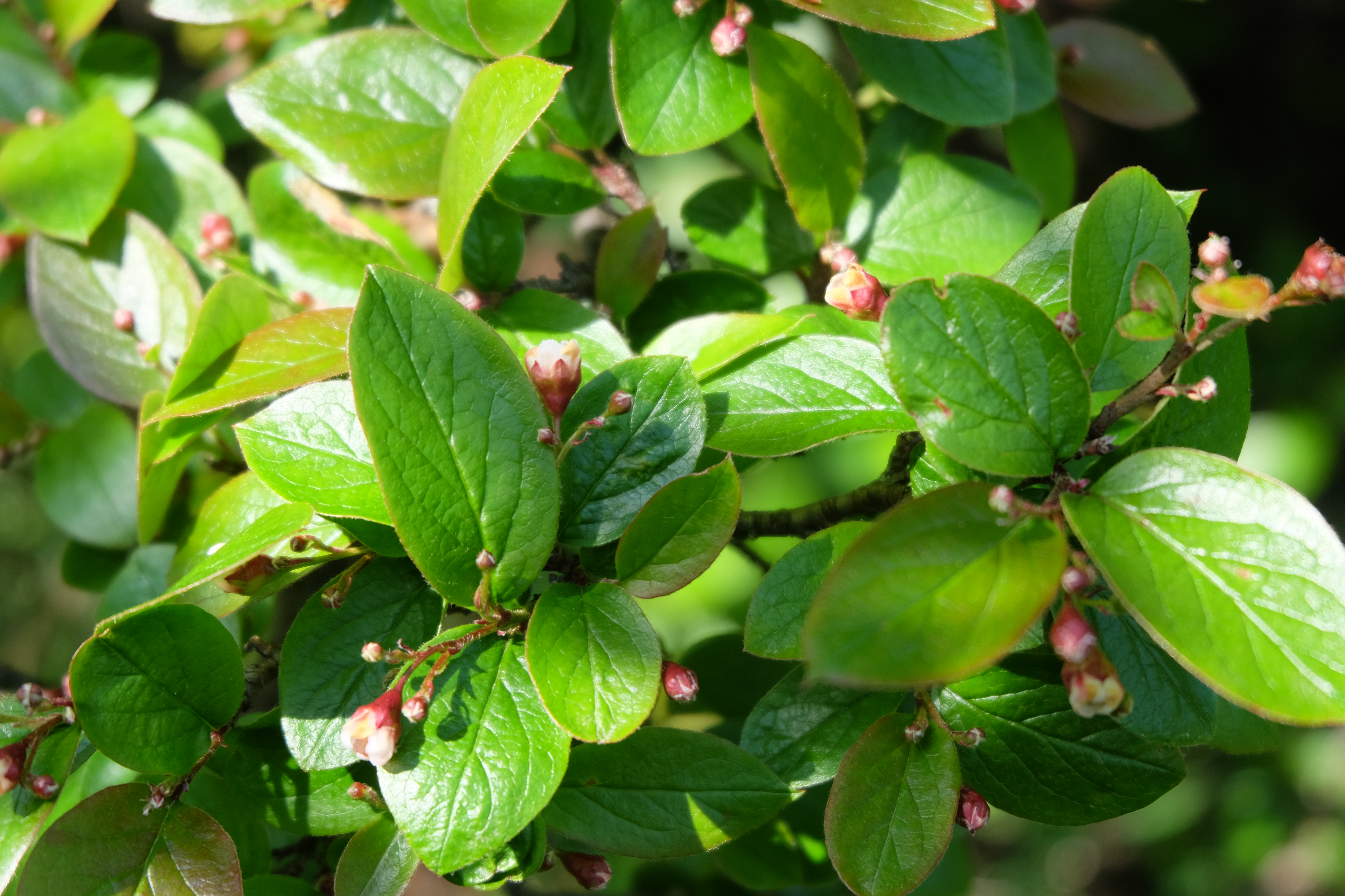 cotoneaster