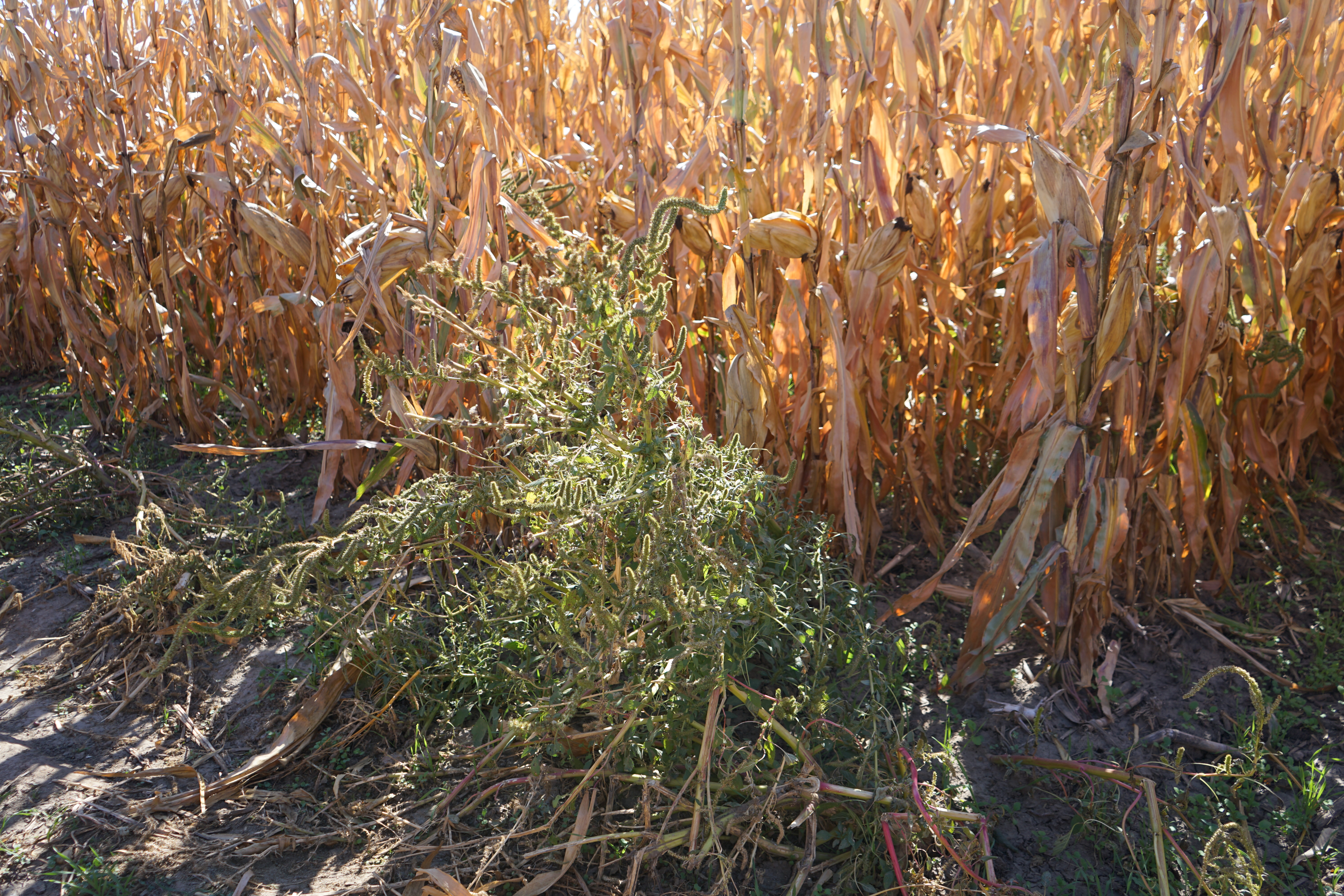 palmer amaranth