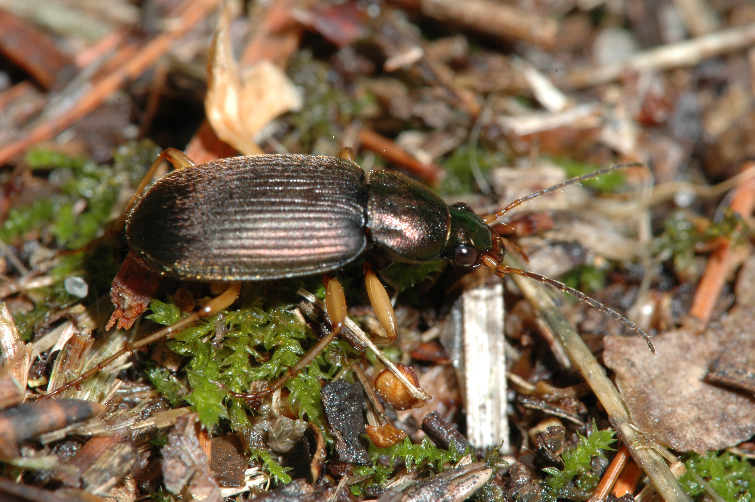 groundbeetle