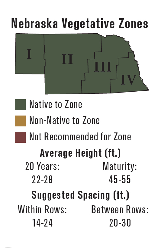 hackberry info