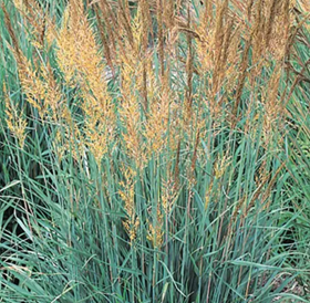 indiangrass