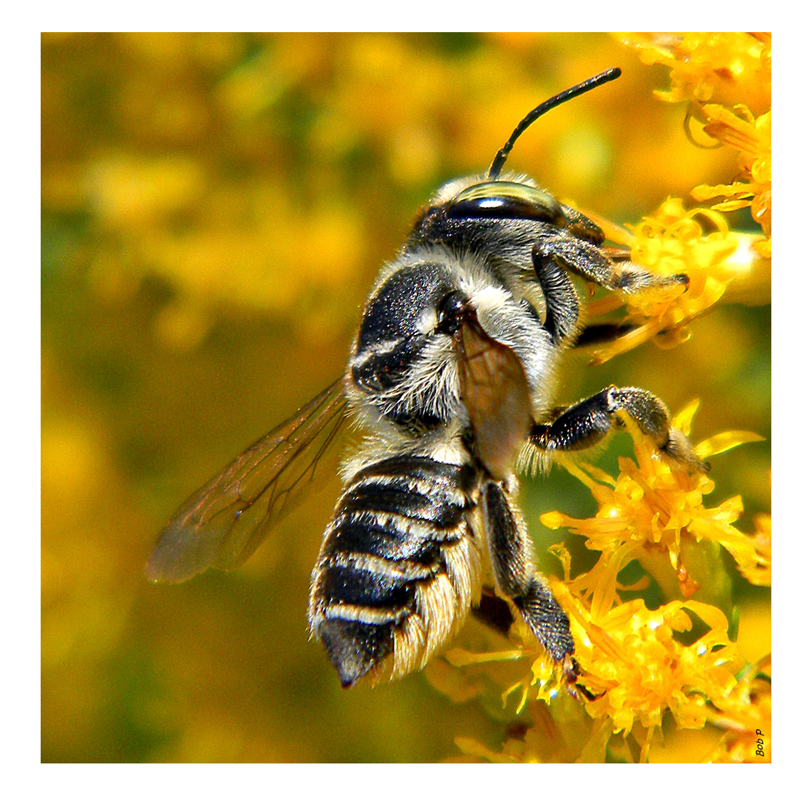 leafcutter bee