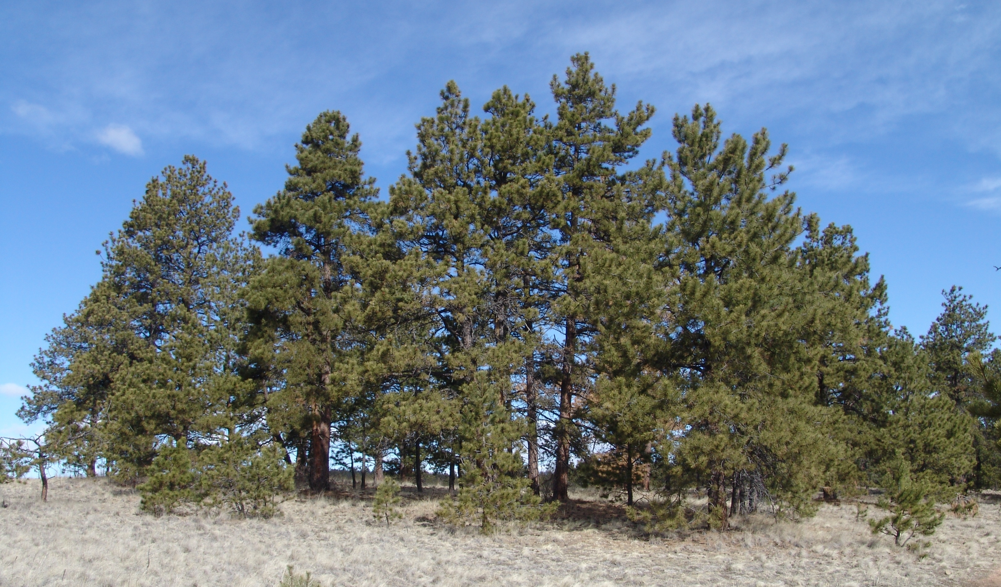 Ponderosa Pine