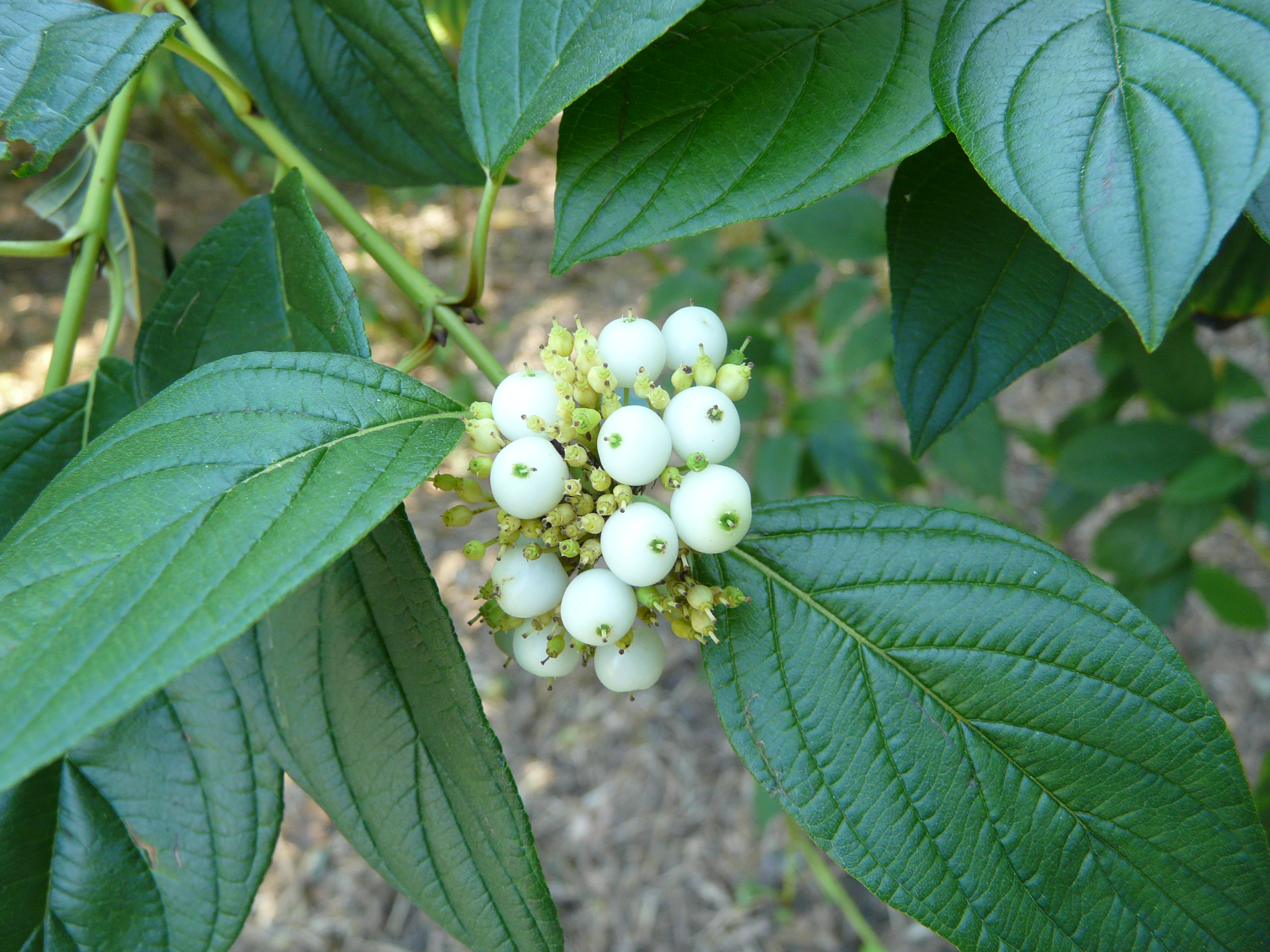 redosier dogwood