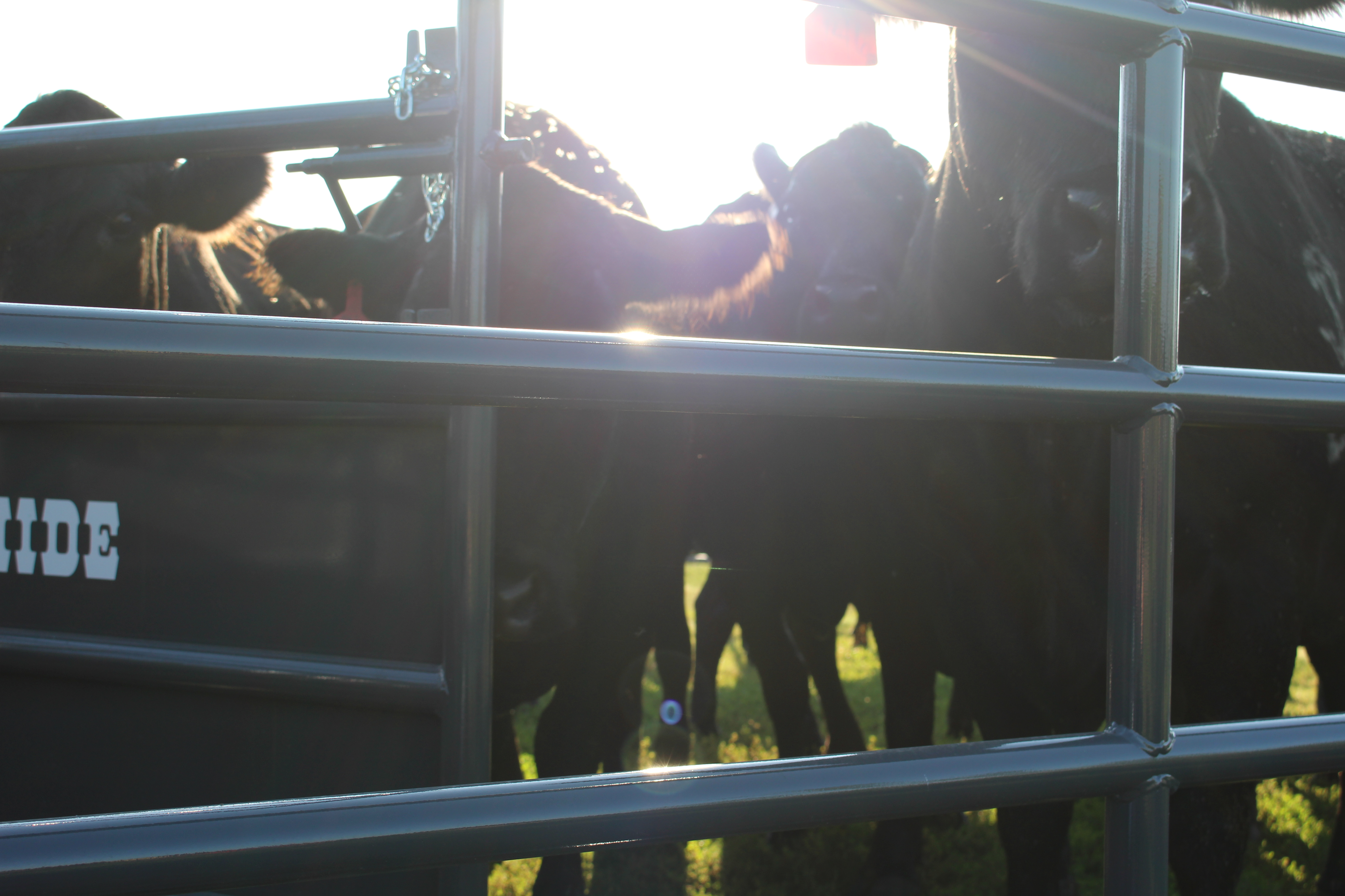 portable corral