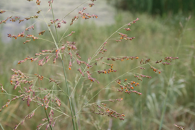 switchgrass