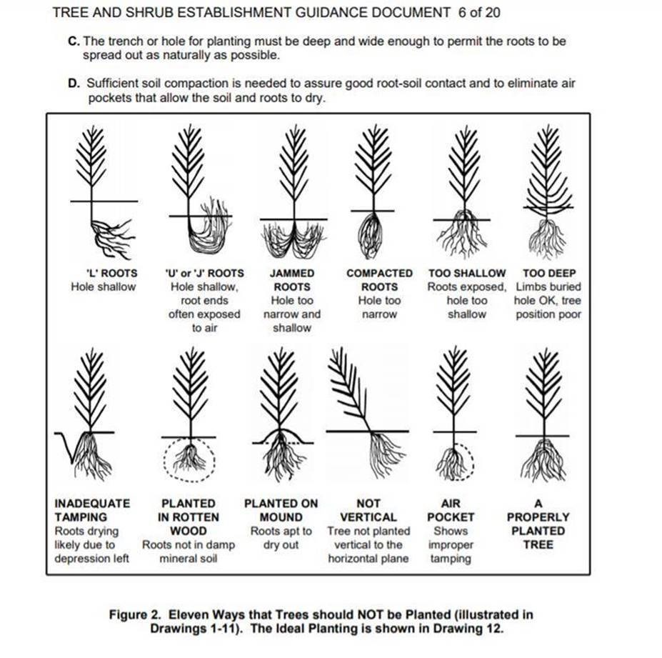 Treen planting diagram