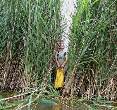 Phragmites in Great Lakes region