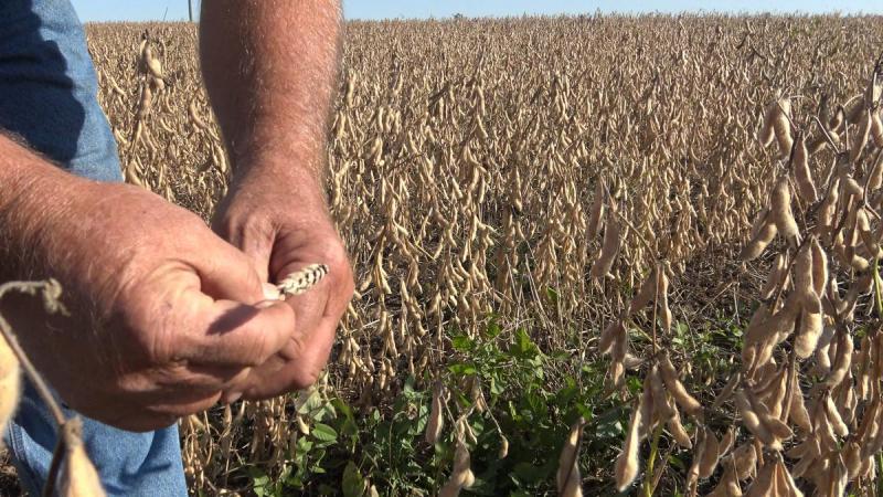 triticale cover crop at Project GROW demonstration fields of soybeans