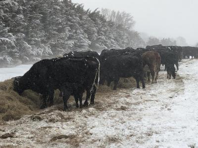 Winter Cows (photo courtesy of the Upper Elkhorn NRD)