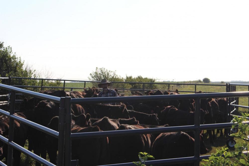 Kim Siebert moves among the cattle in the Rawhide Portable Corral