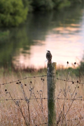 meadowlark