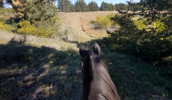 horse on trail