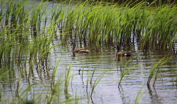 ducks at teal view