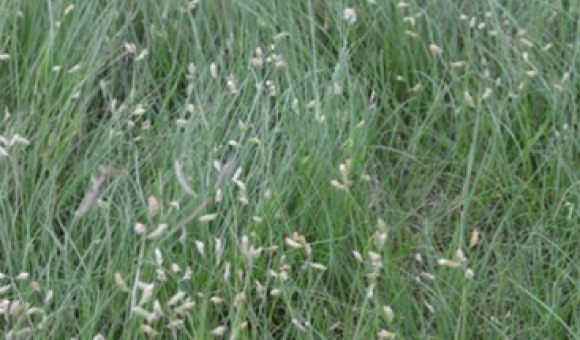 buffalograss