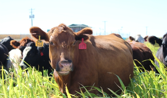 cattle grazing