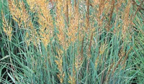 Indian Grass