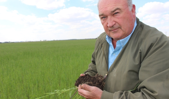 Dan showing soil health rye