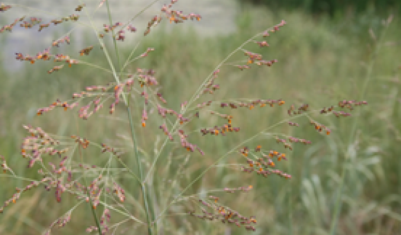 Switchgrass