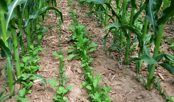 cover crops