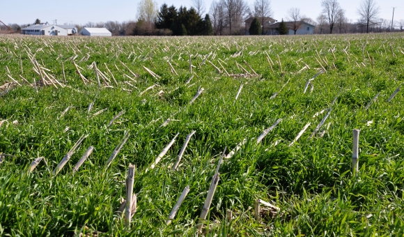 crop residue and cover crops