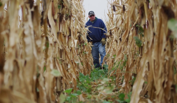 cover crops field