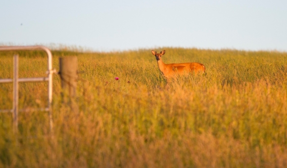 Deer in field