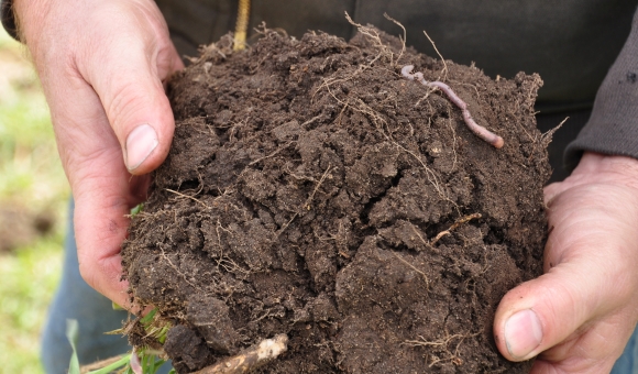 healthy soil