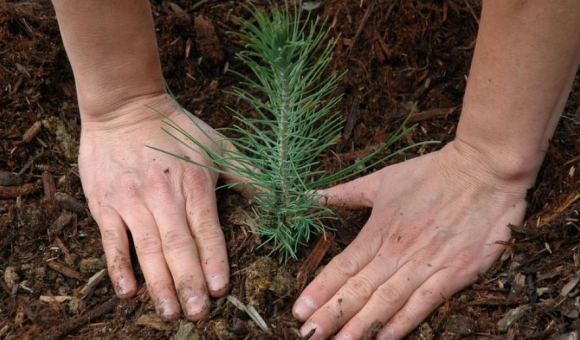 Hands planting tree