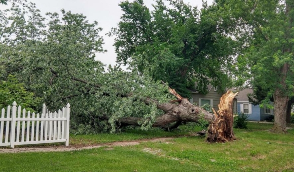 Tree blown over