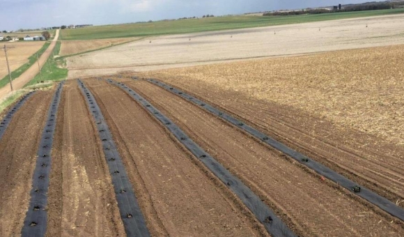 Weed barrier fabric mulch