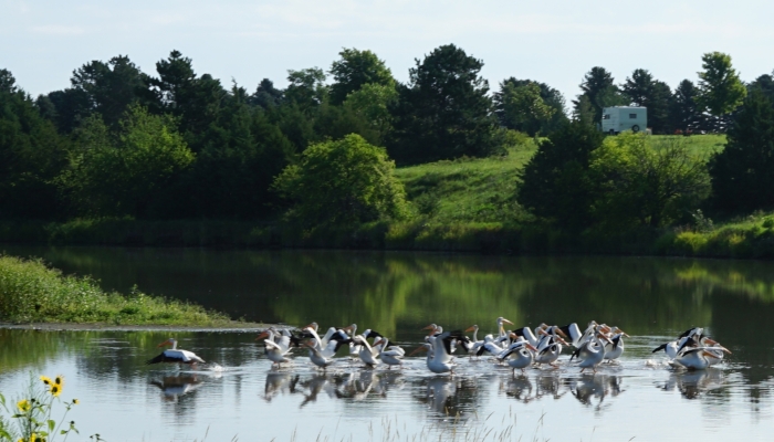 pelicans