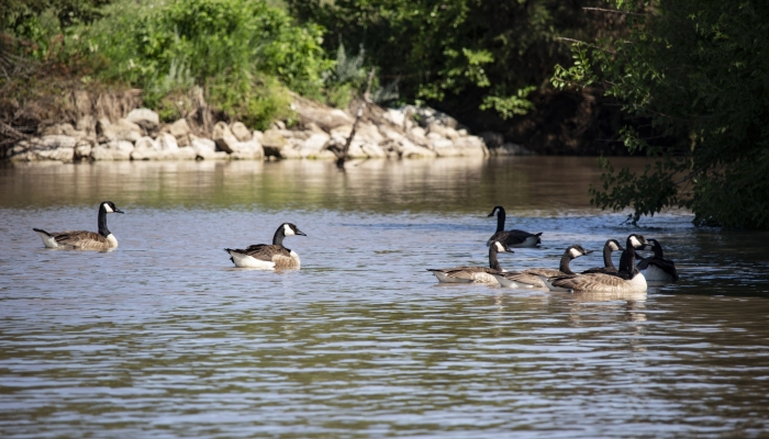 geese
