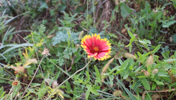 wildflower at wetland