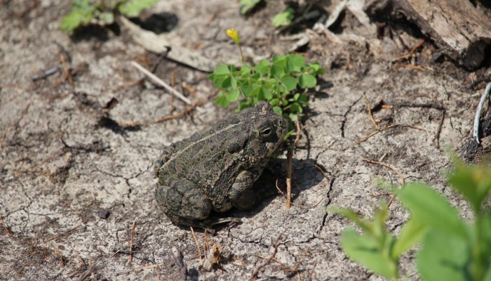 toad