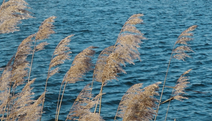 Invasive species removed from Oxbow Trail